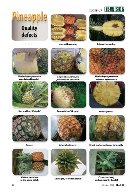 pineapple quality ratings